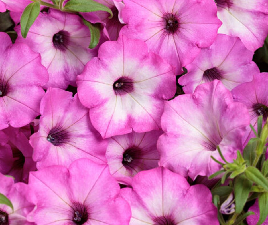 Petunia - Supertunia - PW