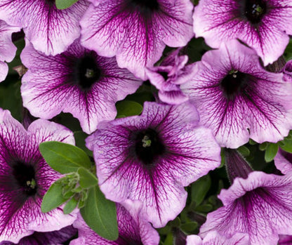 Petunia - Supertunia - PW - Hanging Basket