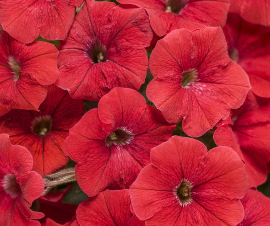 Petunia - Supertunia - PW - Hanging Basket