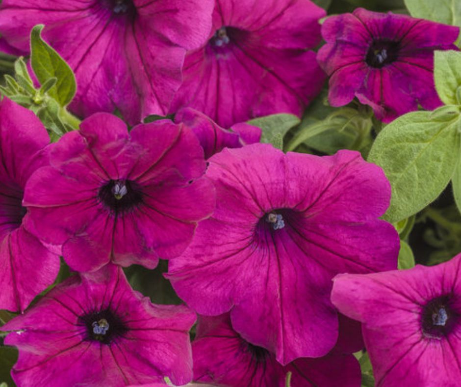 Petunia - Supertunia - PW - Hanging Basket