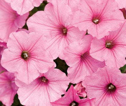 Petunia - Supertunia - PW - Hanging Basket