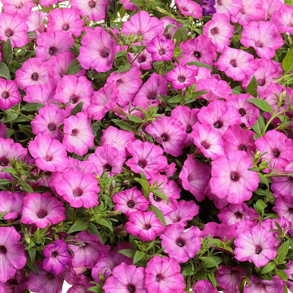 Petunia - Supertunia - PW - Hanging Basket