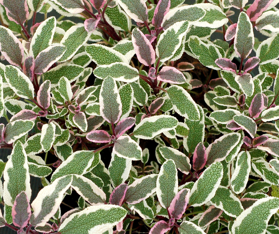 Sage