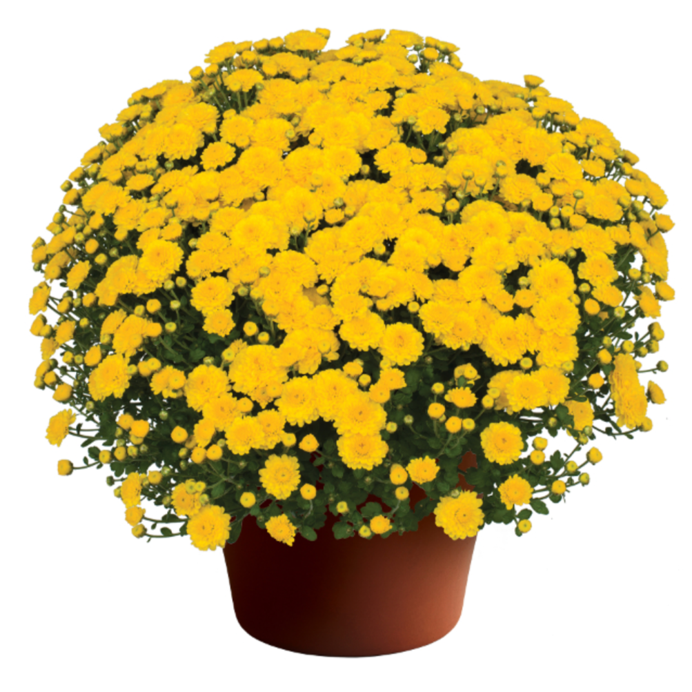 10" Potted Mum - 6 color options-Seasonal Decor-Simple and Grand-Yellow-Simple and Grand