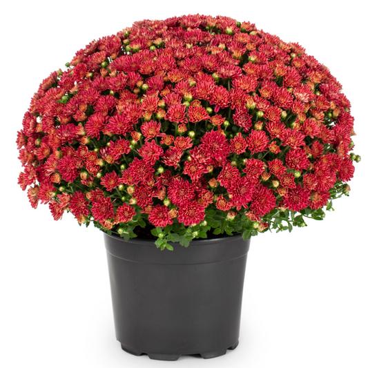 10" Potted Mum - 6 color options-Seasonal Decor-Simple and Grand-Red-Simple and Grand