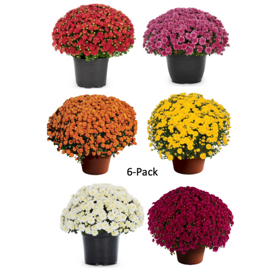 6" Potted Mum - 6-pack-Seasonal Decor-Simple and Grand-Simple and Grand