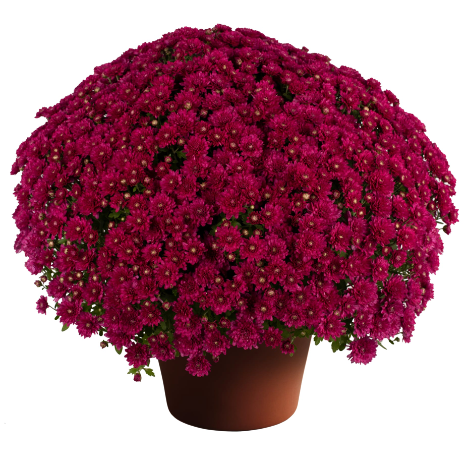 6" Potted Mum - 6 Color Options-Seasonal Decor-Simple and Grand-Purple-Simple and Grand