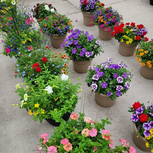 Spring & Summer Patio Pots – Cheryl's Greenhouse