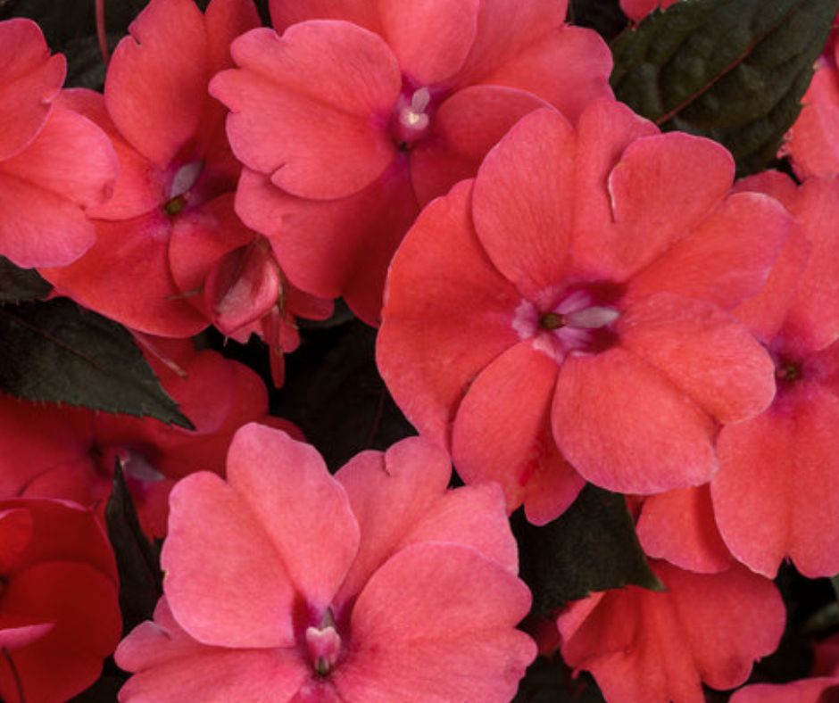 SunPatiens