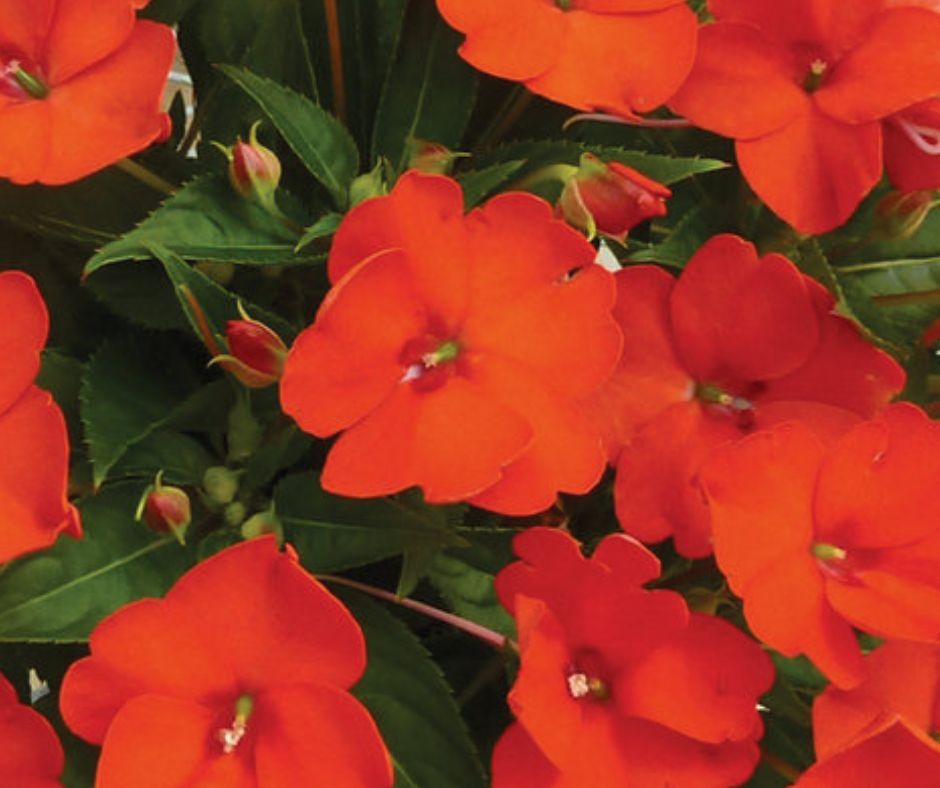 SunPatiens