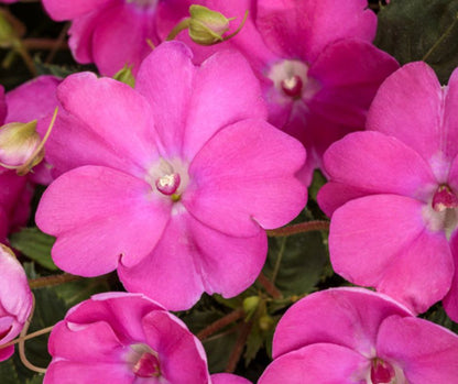 SunPatiens