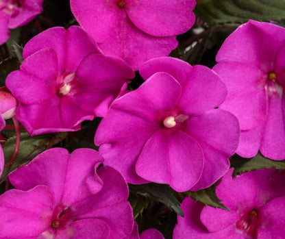 SunPatiens