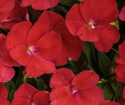 SunPatiens