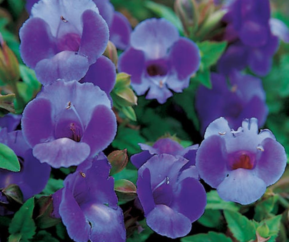 Torenia Summer Wave Trailing