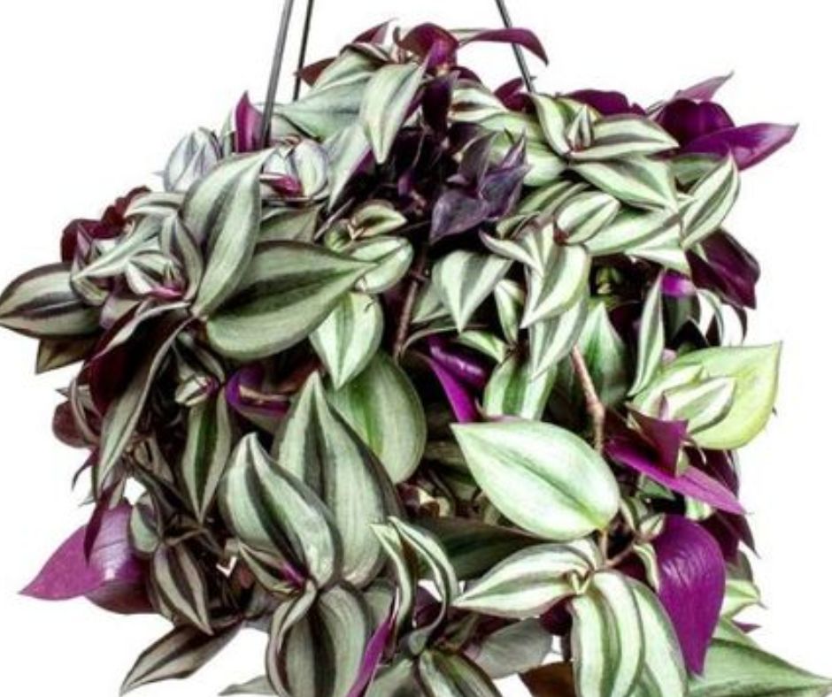 Tradescantia Zebrina - Hanging Basket