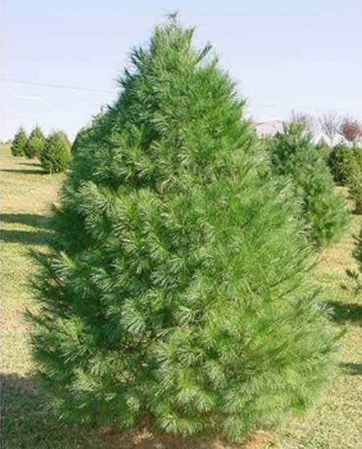 White Pine Christmas Tree-Christmas Trees