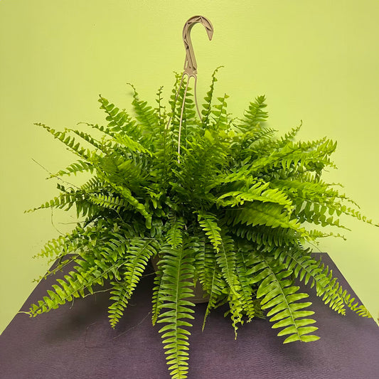 Boston Fern - Hanging Basket