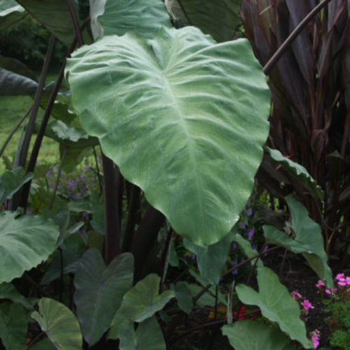 Colocasia