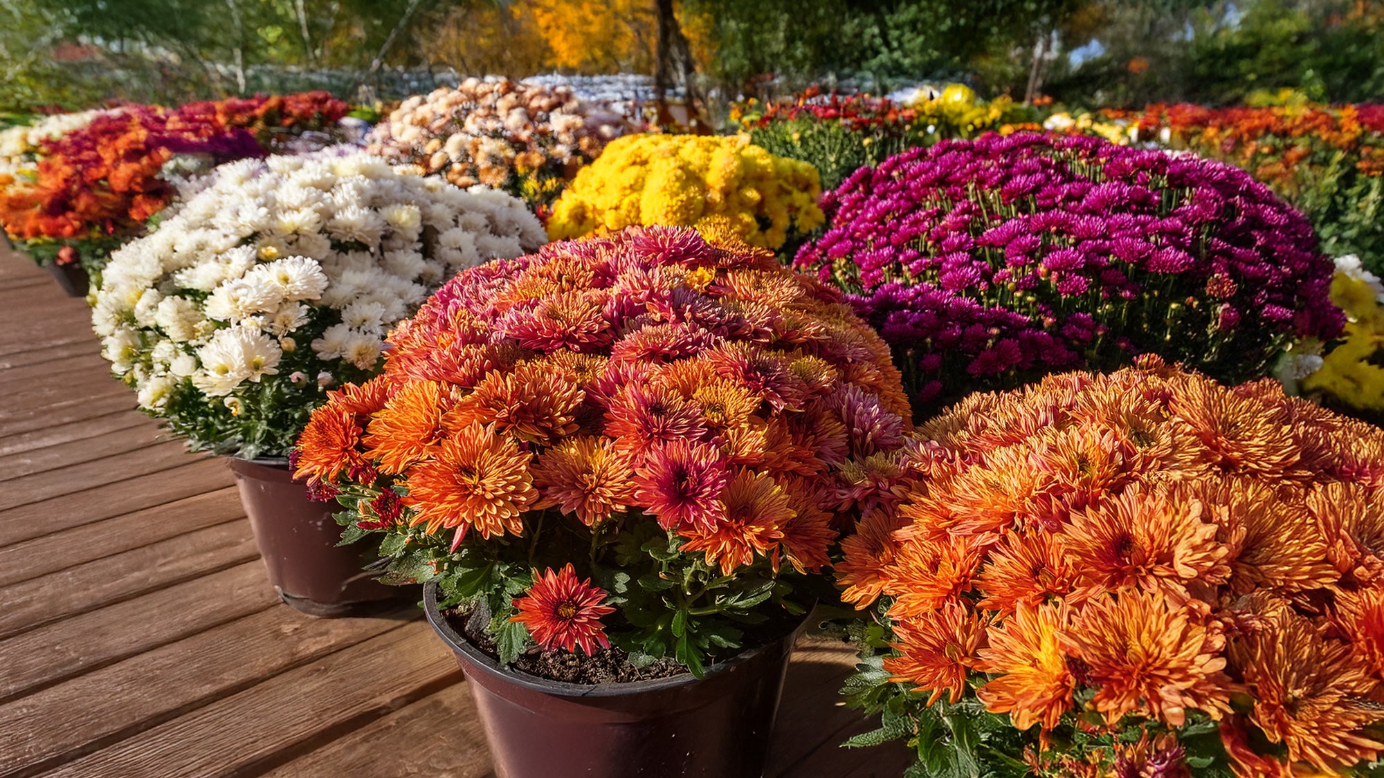 Colorful potted flowers on a wooden deck
