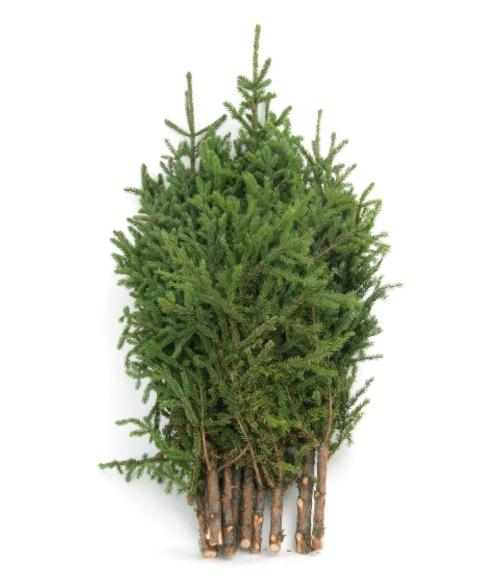 Spruce Tops Bundle