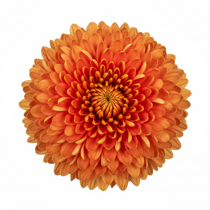 10" Potted Mum -  5 color options