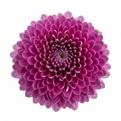 10" Potted Mum -  5 color options
