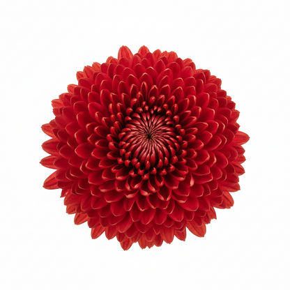10" Potted Mum -  5 color options