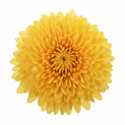 10" Potted Mum -  5 color options