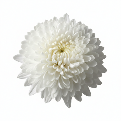 10" Potted Mum -  5 color options
