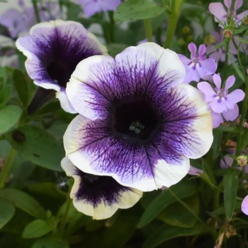 Petunia - Potunia