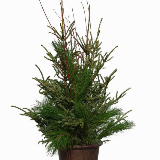 Spruce Top Accent Planter-Simple and Grand-Simple and Grand